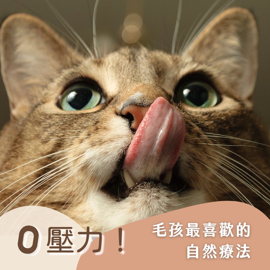 大頭特寫的貓正在舔鼻子,畫面搭配文字「0 壓力!毛孩最喜歡的自然療法」,傳達療癒過程中的輕鬆愉悅感