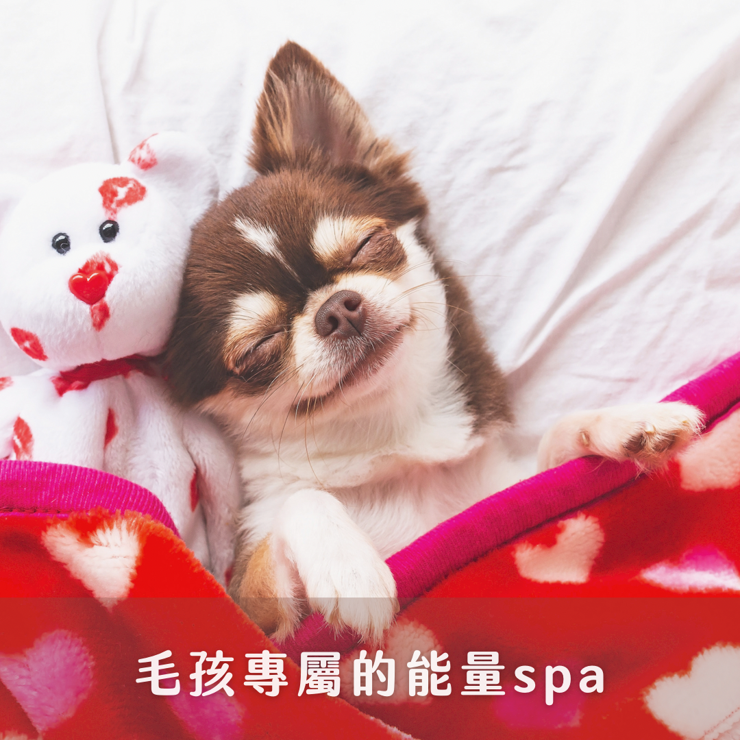 躺在床上的棕色微笑小狗