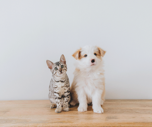 貓咪跟狗狗保健 寵物靈氣 寵物能量療癒