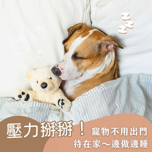 狗狗抱著泰迪熊在床上熟睡，旁邊有 Z 字與泡泡，文字寫著「壓力掰掰！寵物不用出門，待在家也能做遠距療癒」，呈現療癒時的安心狀態